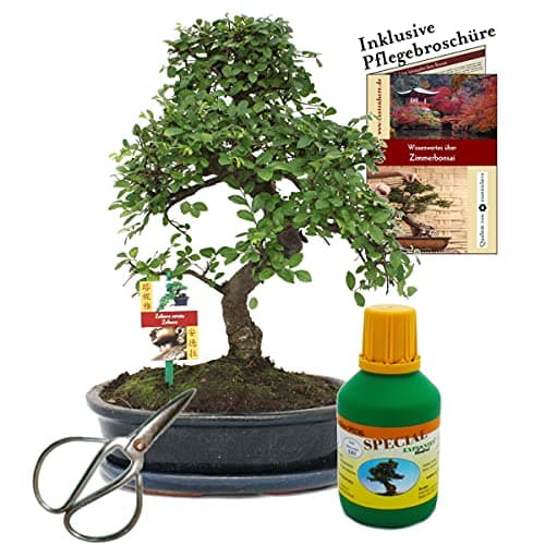 Exotenherz Bonsai Chin. Ulme 25cm Schale für Einsteiger Geschenk-Set mit Schere und Dünger