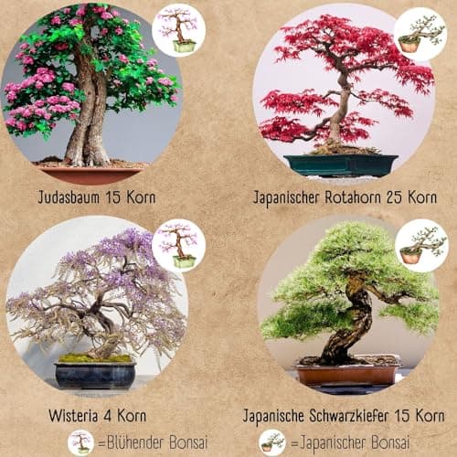 Bonsai Starter Kit - 4 außergewöhnliche Bonsai Samen für dein eigenes Bonsai Baum Projekt - einzigartiges Geschenk für F