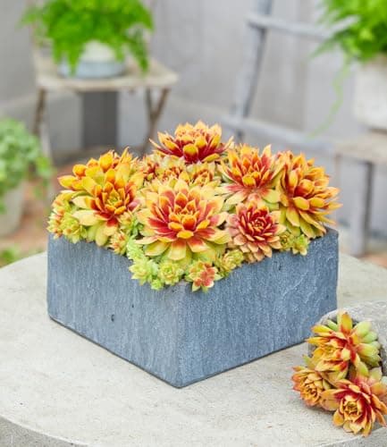 BALDUR Garten Sempervivum 'Gold Nugget®', winterharte Pflanzen, pflegeleicht, mehrjährig