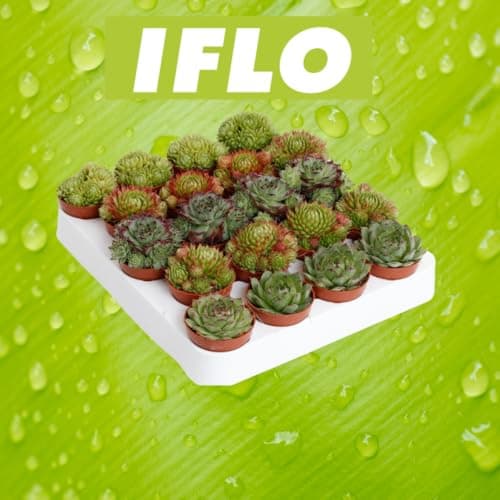 Winterharte Sempervivum Sukkulenten - pflegeleicht für Innen- und Außenvor одно из трех:

1. Winterharte Sempervivum Suk