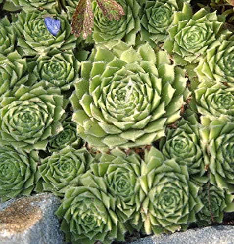 Hauswurz Glaucum - Sempervivum tectorum + Grünliche Dachpflanze + Zimmerpflanze + Outdoor-Design + 10 cm + Glücksbringer