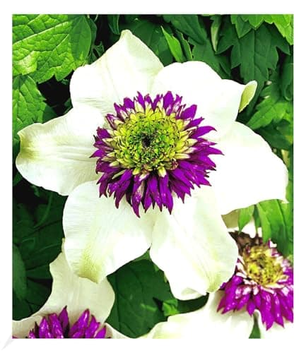 BALDUR Garten Waldrebe Clematis 'Etoile de Malicorne' winterhart, bienenfreundliche mehrjährige blühende Kletterpflanze,