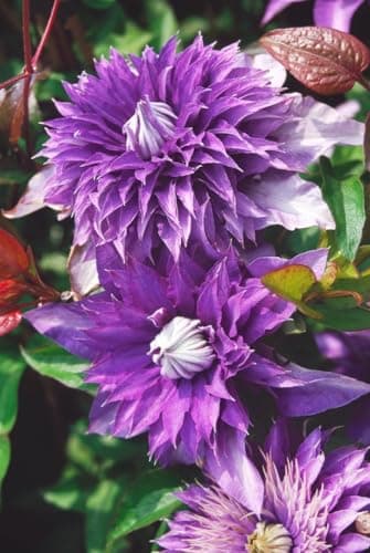 Clematis Hybride 'Multi Blue' - winterhart, pflegeleicht, ideal für Rankgerüste - Mai-September Blütezeit, blaue gefüllt