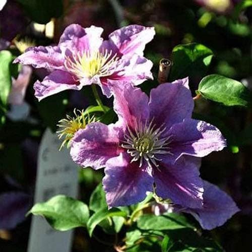 3 x Clematis Kletterplanzen Mix (3 für 2): Rot (Rouge Cardinal), Rosa/Weiβ (Piilu) & Blau (Jackmanii) | Mehrjährig & Win