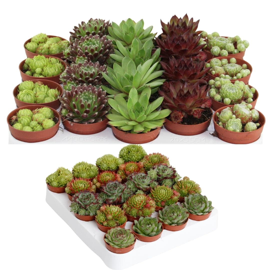 Winterharte Sempervivum Sukkulenten - pflegeleicht für Innen- und Außenvor одно из трех:

1. Winterharte Sempervivum Suk