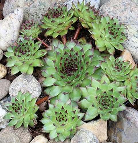Mettenianum Sempervivum - Hauswurz zur Feuersicherung