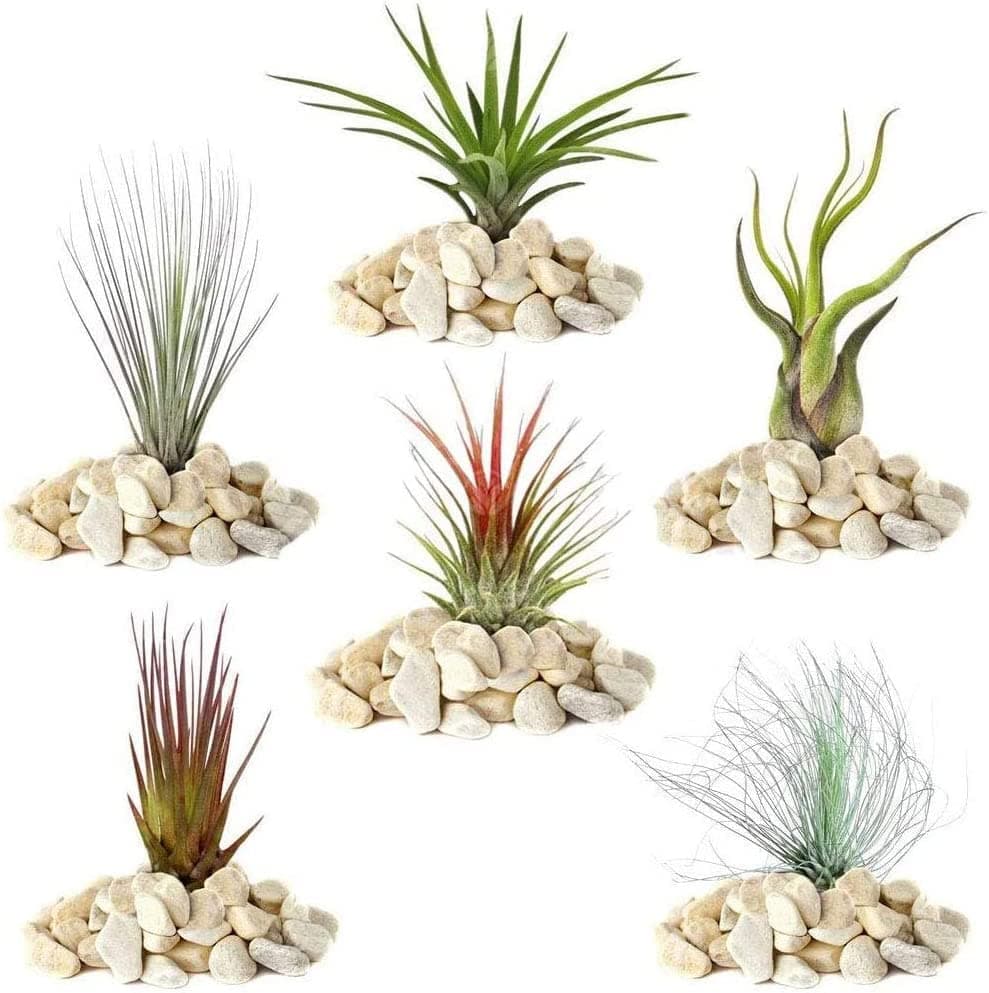 Gardeners Dream Luftreinigende Zimmerpflanzen - Tillandsien Pflanzen Echt Mix - Terrarium Deko - Echte Pflanzen - 3er Se