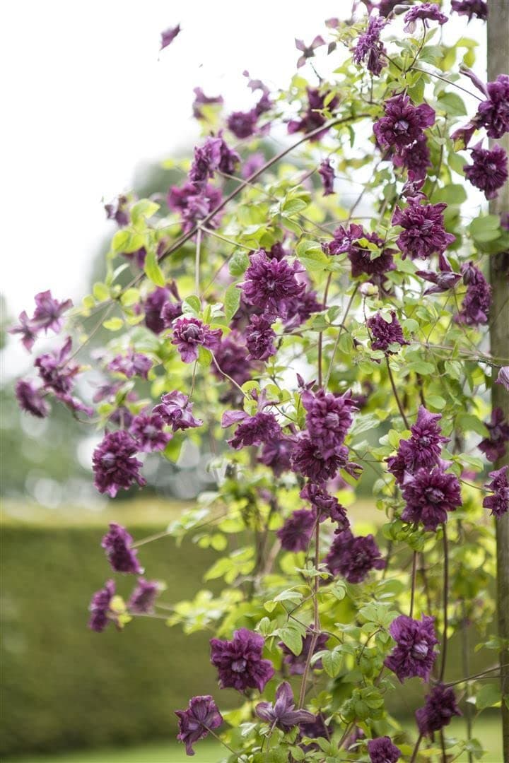 Clematis viticella 'Purpurea Plena Elegans' - gefüllte purpurrote Blüten, ideal für Rankgerüste, pflegeleicht und winter
