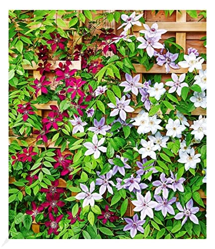 BALDUR Garten Waldrebe Clematis 'Etoile de Malicorne' winterhart, bienenfreundliche mehrjährige blühende Kletterpflanze,