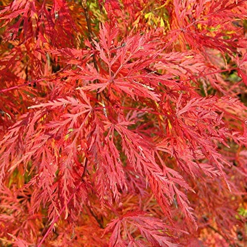 Acer palmatum dissectum 'Emerald Lace' - Gefiedertes japanisches Ahornlaub.tree