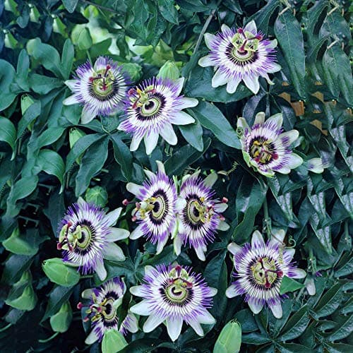 Passiflora 'Caerulea' halbimmergrüner Winterharter Gartenstrauch 1.5L Topf