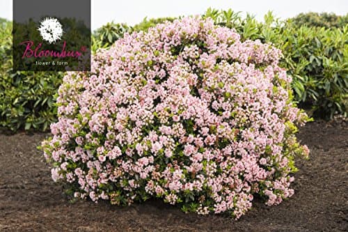 INKARHO® Bloombux® Blüte und Gestalt im 2 Liter Pflanzkorb für Liebhaber der Blumenerhölzung im Garten