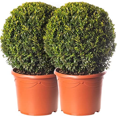 Buxus Ball Set - Echter Immergrün-Strauch für Garten-Topiary 2 x 40cm Durchmesser TopQUALITÄT