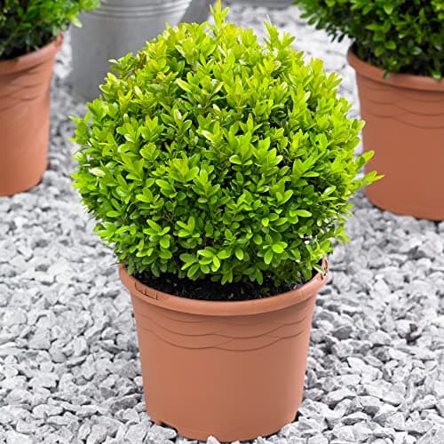 Buxus Ball 20cm Durchmesser - Ideal für Garten-Topiary Anfänger und Profisựa;charset=utf-8