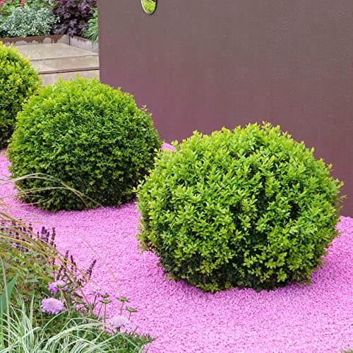 Buxus Ball Set - Echter Immergrün-Strauch für Garten-Topiary 2 x 40cm Durchmesser TopQUALITÄT