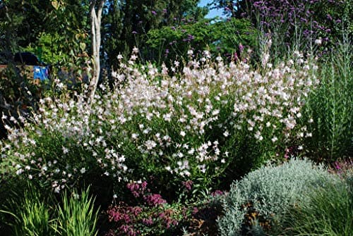 Gaura lindheimeri 'Whirling Butterflies‘ Dauerblüher Prachtkerze weiß - Schwebende Blüten für Stauden Gänge