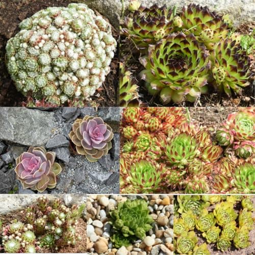 Winterharte Sempervivum Sukkulenten - pflegeleicht für Innen- und Außenvor одно из трех:

1. Winterharte Sempervivum Suk