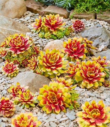 BALDUR Garten Sempervivum 'Gold Nugget®' im XL-Topf - immergrün & winterhart, pflegeleicht, farbintensive Staude