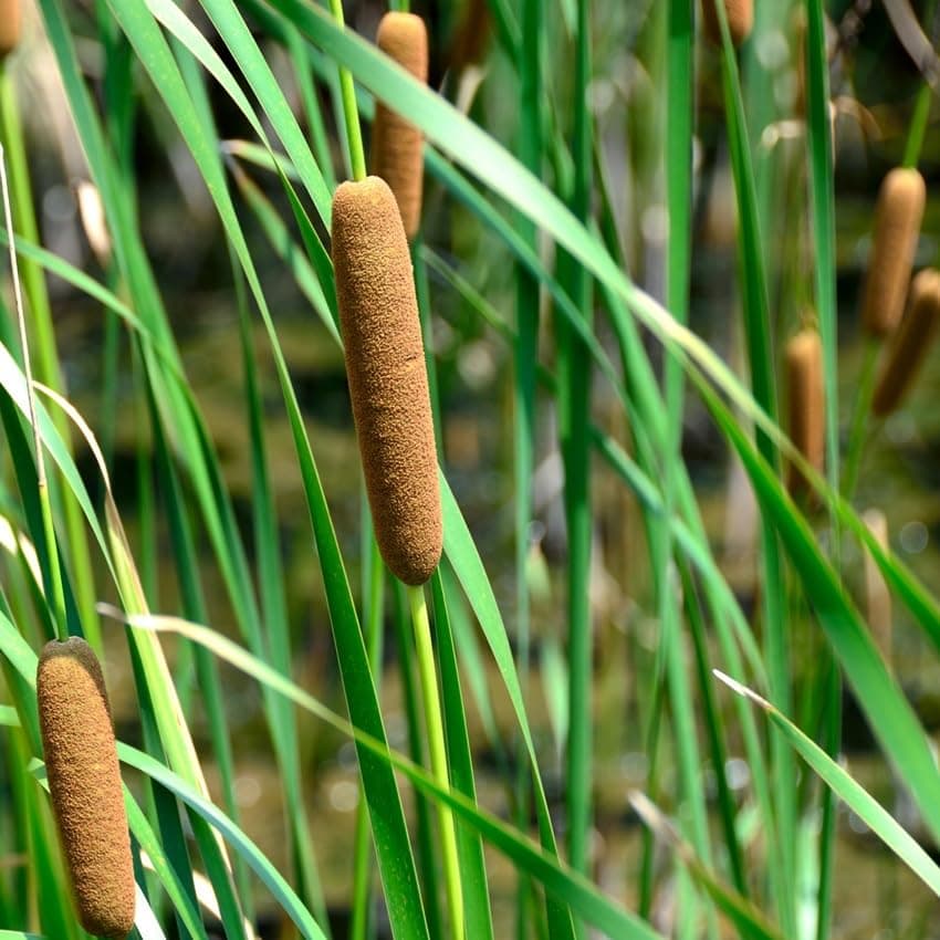 Vdvelde.com - Große Stranddistel für Teichpflanzenfilter - Winterharte Teichpflanzen - 30 lose Filterpflanzen - Für ca.