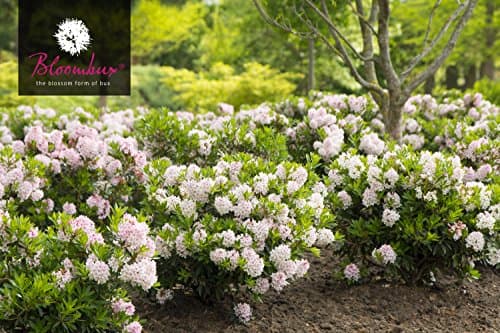 Bloombux® Blumentopf 2 Liter - 25-30 cm breit für Blüte und Form - IDEAL für Gärten und Terrassen - VON GEBÜRGSTOCKERN L