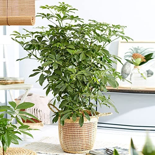 Schefflera Nora, große immergrüne Zimmerpflanze, idealesdekoriertes Zimmer mit exotischem Anstrich, belebt und pflegelei