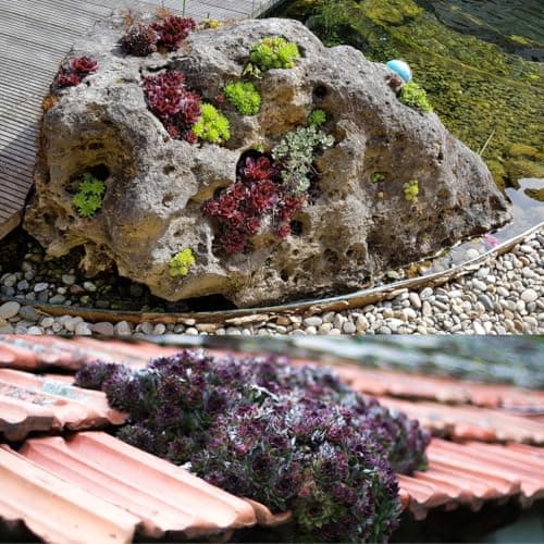 Winterharte Sempervivum Sukkulenten - pflegeleicht für Innen- und Außenvor одно из трех:

1. Winterharte Sempervivum Suk