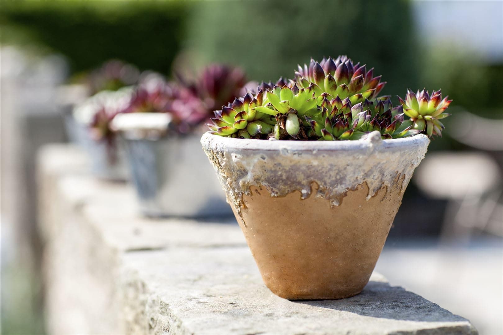 Sempervivum calcareum 'Mrs Giuseppi' Topf - Hauswürz, rostkenförmiger Wuchs, ideal für Steingärten, winterhart, pflegele