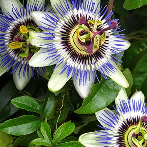 Passiflora 'Caerulea' halbimmergrüner Winterharter Gartenstrauch 1.5L Topf