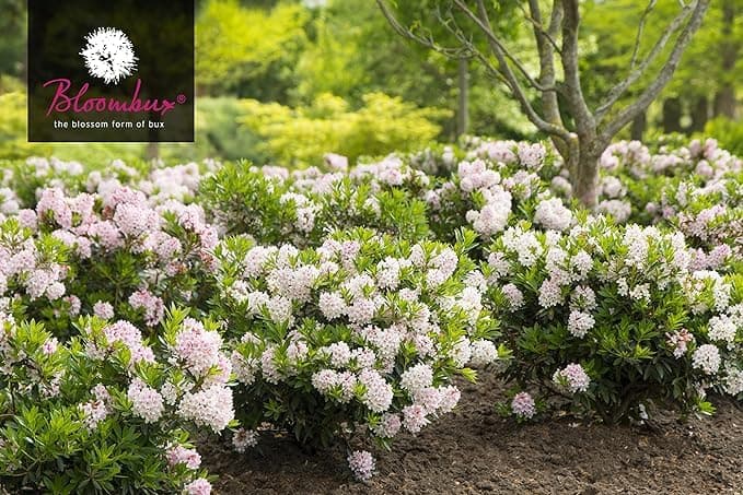 Pflanzcontainer INKARHO® Bloombux® Weltneuerung 20-25 cm Breit 2 Liter Flower & Form  
Weltneuerung INKARHO® Bloombux® N