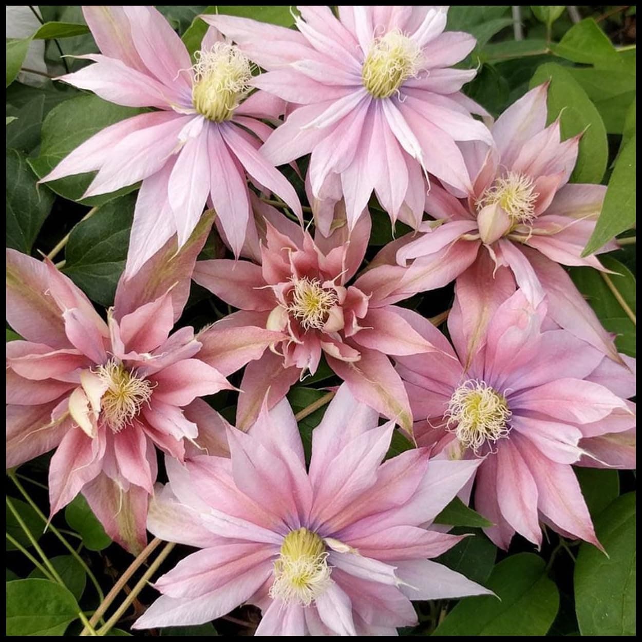 Winterhart Blumenzwiebel Mehrjährig, winterhart pflanzen, Mysteriöse magische Glühbirne-4 Clematis Winterhart Mehrjährig