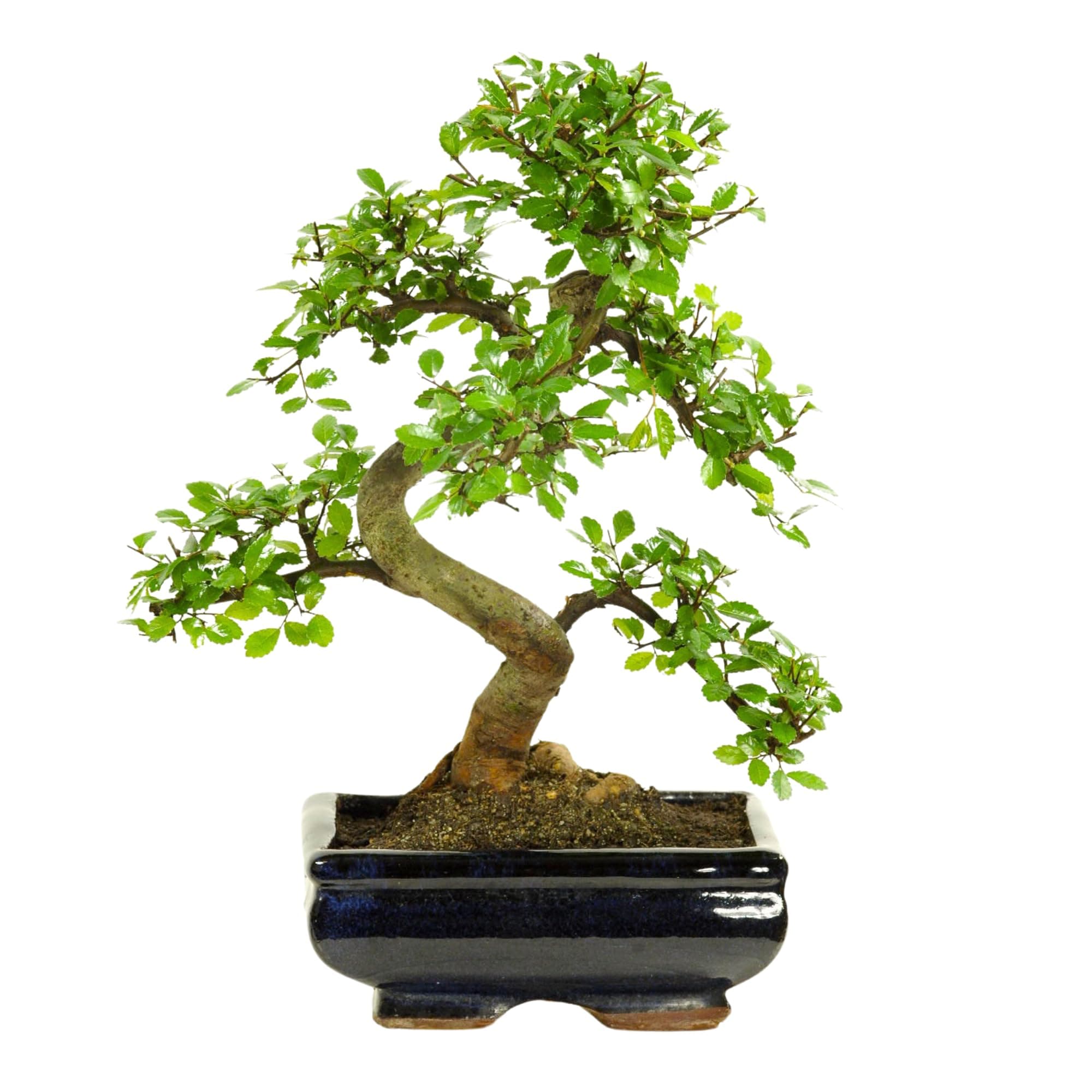 Bonsai Baum Ligustrum Keramik Blumentopf - Perfect für Sammler - Outdoor/Indoor - Mikrokrystallines Gerüst - 20cm Schale