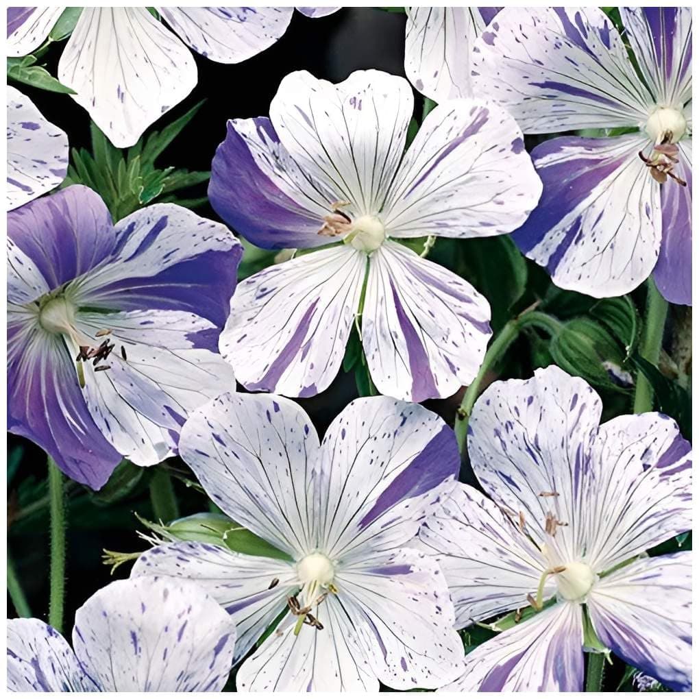 3 x Geranium pratense 'Splish Splash' von Stauden - Einzigartige Blüten mit verspieltem Farbverlauf für Bunte Storchschn