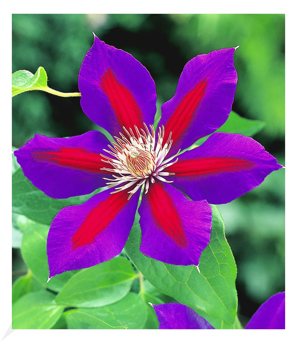 BALDUR Garten Waldrebe Clematis 'Etoile de Malicorne' winterhart, bienenfreundliche mehrjährige blühende Kletterpflanze,