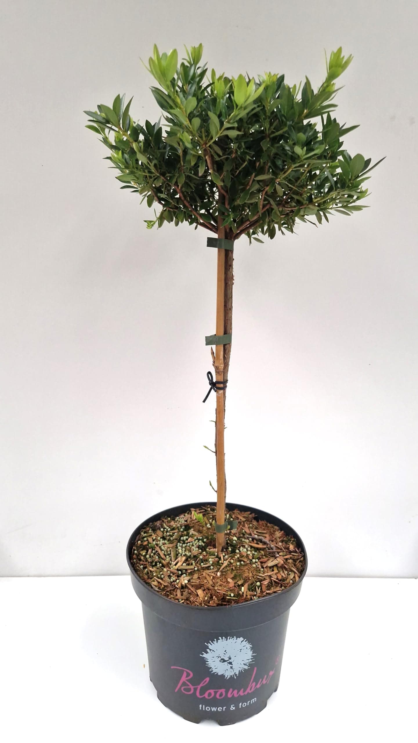 Stammhöhe 40 cm Kronenbreite 25-30 cm - Bloombux® - Pflanzcontainer 5 Liter