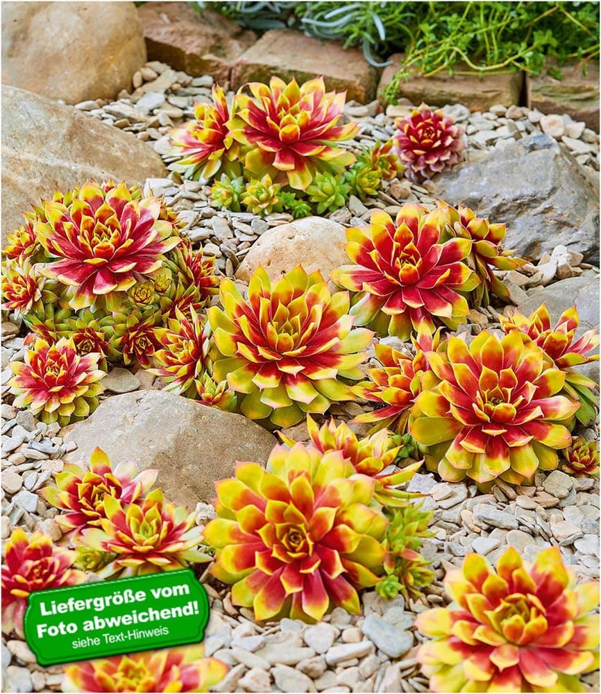 BALDUR Garten Sempervivum 'Gold Nugget®' im XL-Topf - immergrün & winterhart, pflegeleicht, farbintensive Staude