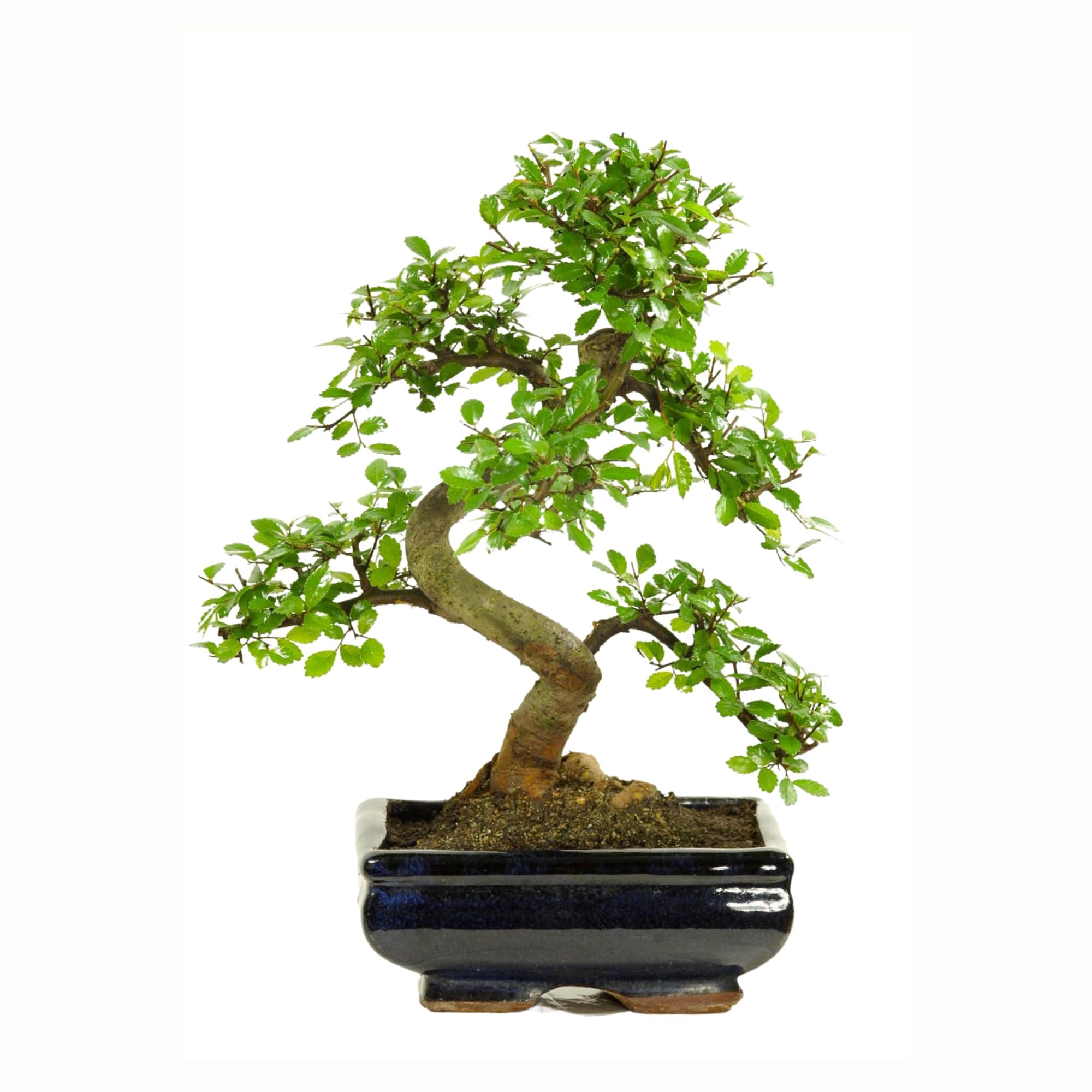 Bonsai mit Keramik Blumentopf - Pflegeleichter Indoor Bonsai für Anfänger & Profis, Dekorative Zimmerpflanze, Ideal für