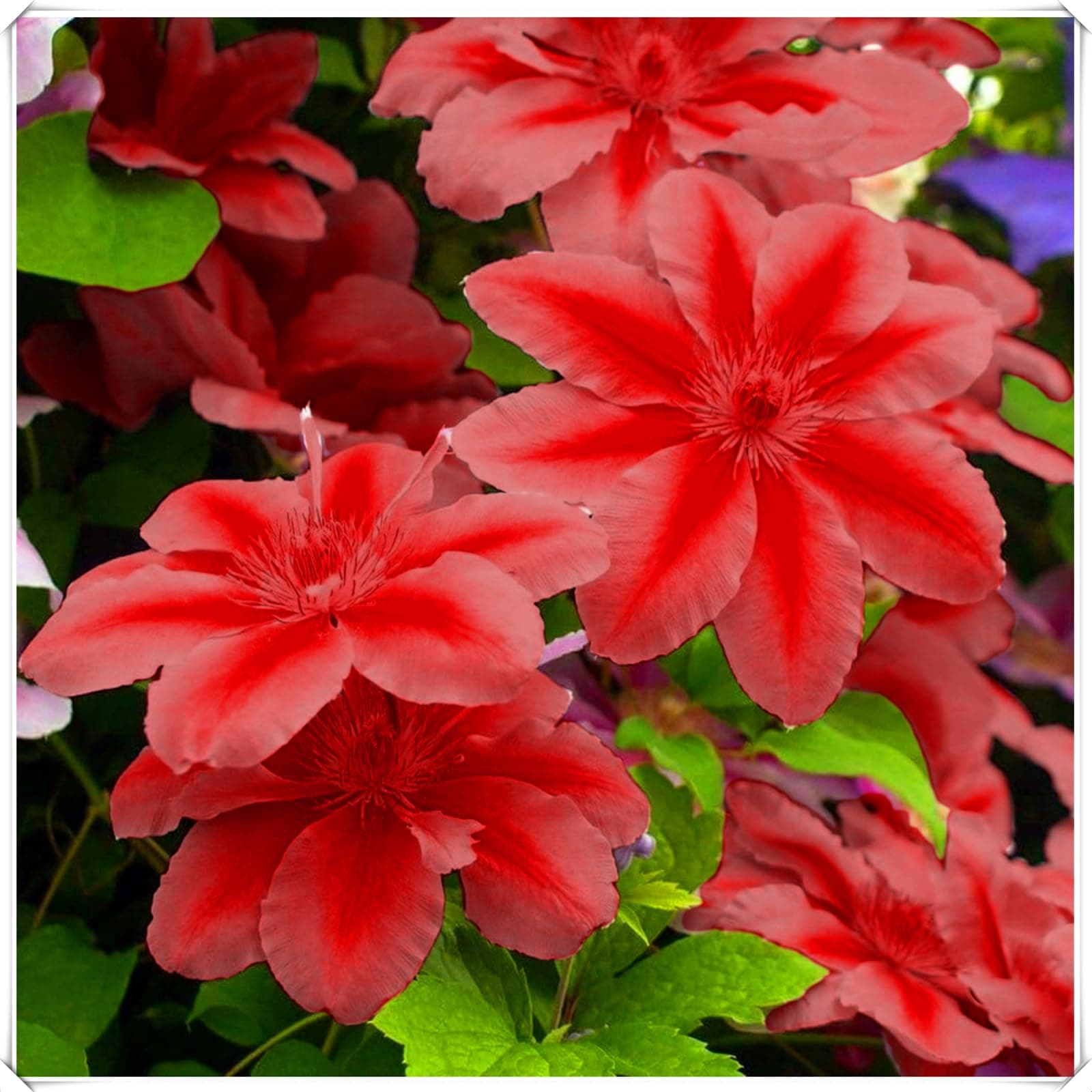 Ausgezeichnete Clematis-Zwiebeln – winterharte, mehrjährige Blume – wunderschöne Blüten – pflegeleicht – geeignet für Gä