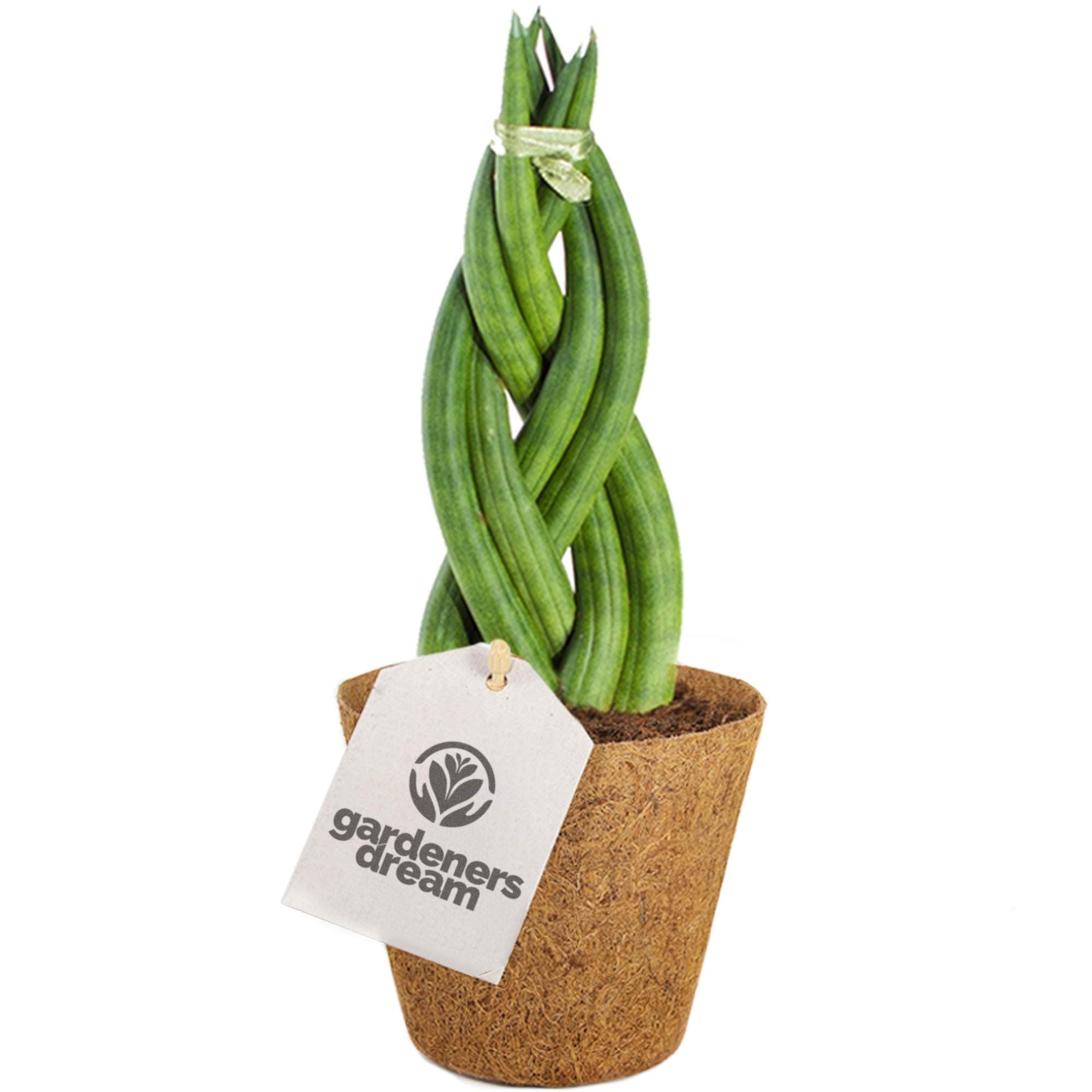 30-40cm getopfte Sansevieria Twister - beste Zimmerpflanzen für Zuhause oder das Büro -NatürlichesGRAFIK