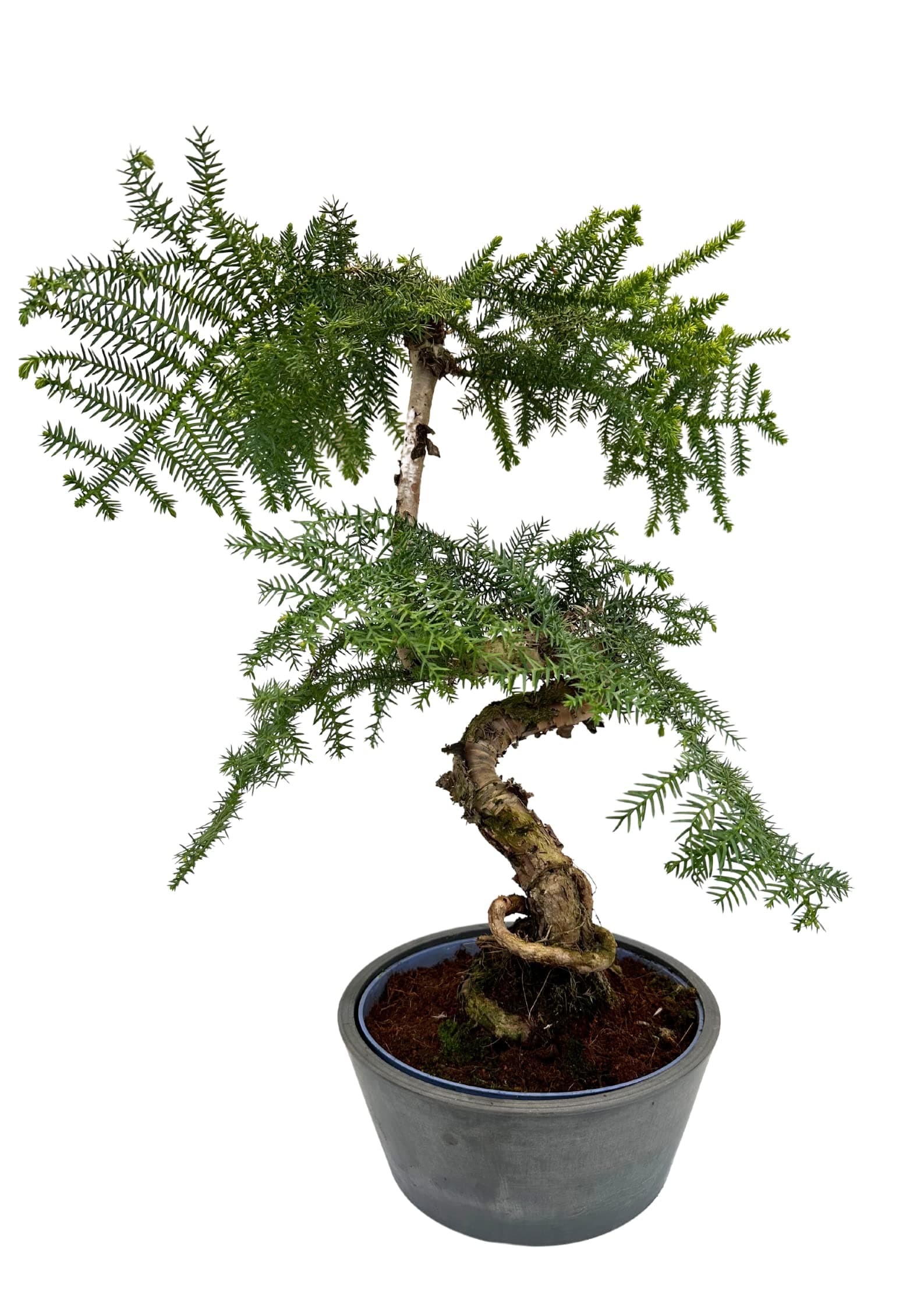 Cunninghamii Bonsai P25 zur Zimmerdecoration