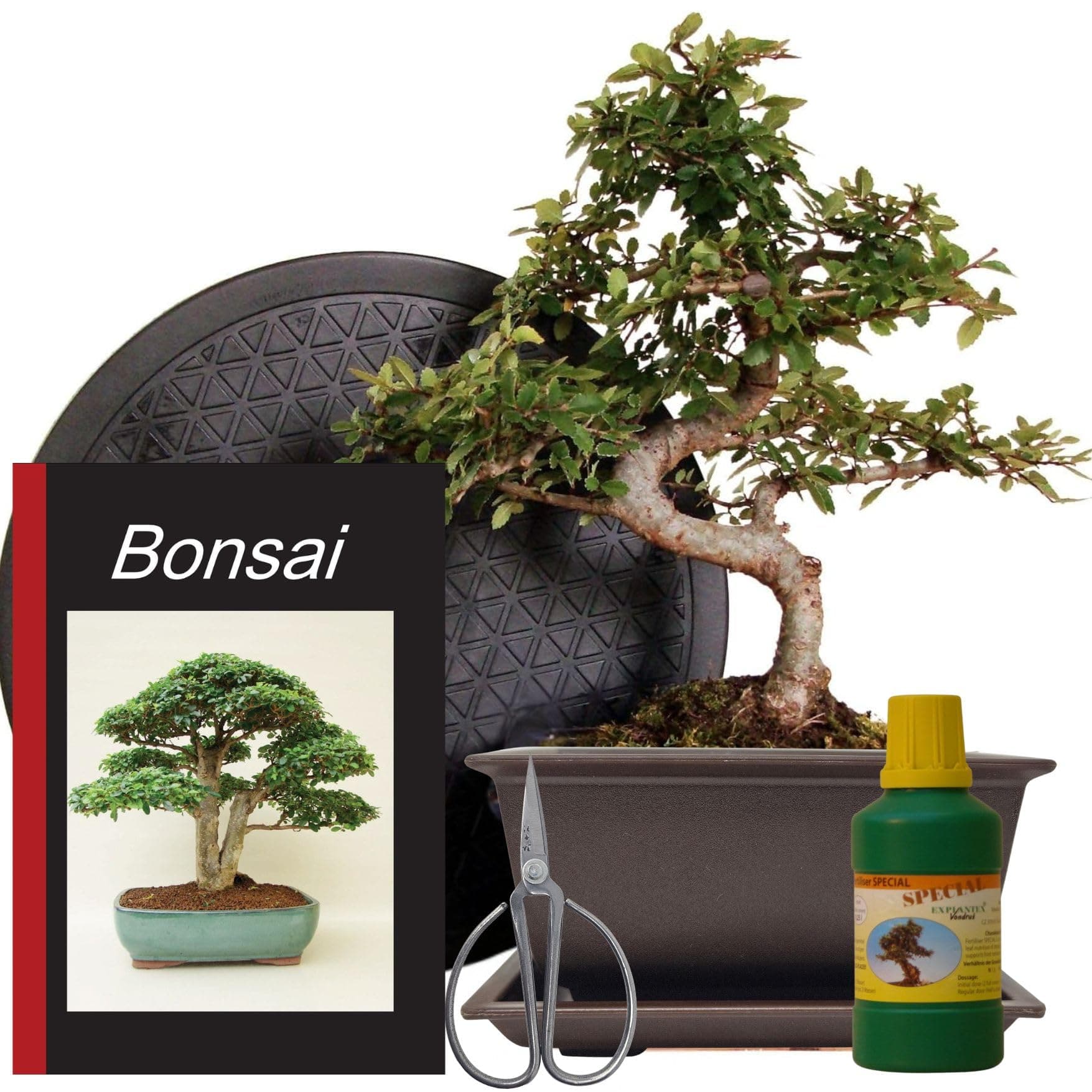 Anfänger Bonsai-Set Ulme - 6-teilig - 30cm hoher Ulmen-Bonsai, 1 Schere, 1 Untersetzer, 1 Arbeitsdrehteller, 1 Düngersch