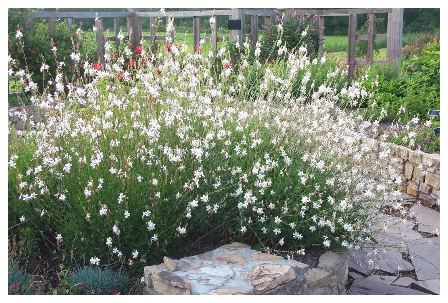 Gaura lindheimeri 'Whirling Butterflies‘ Dauerblüher Prachtkerze weiß - Schwebende Blüten für Stauden Gänge