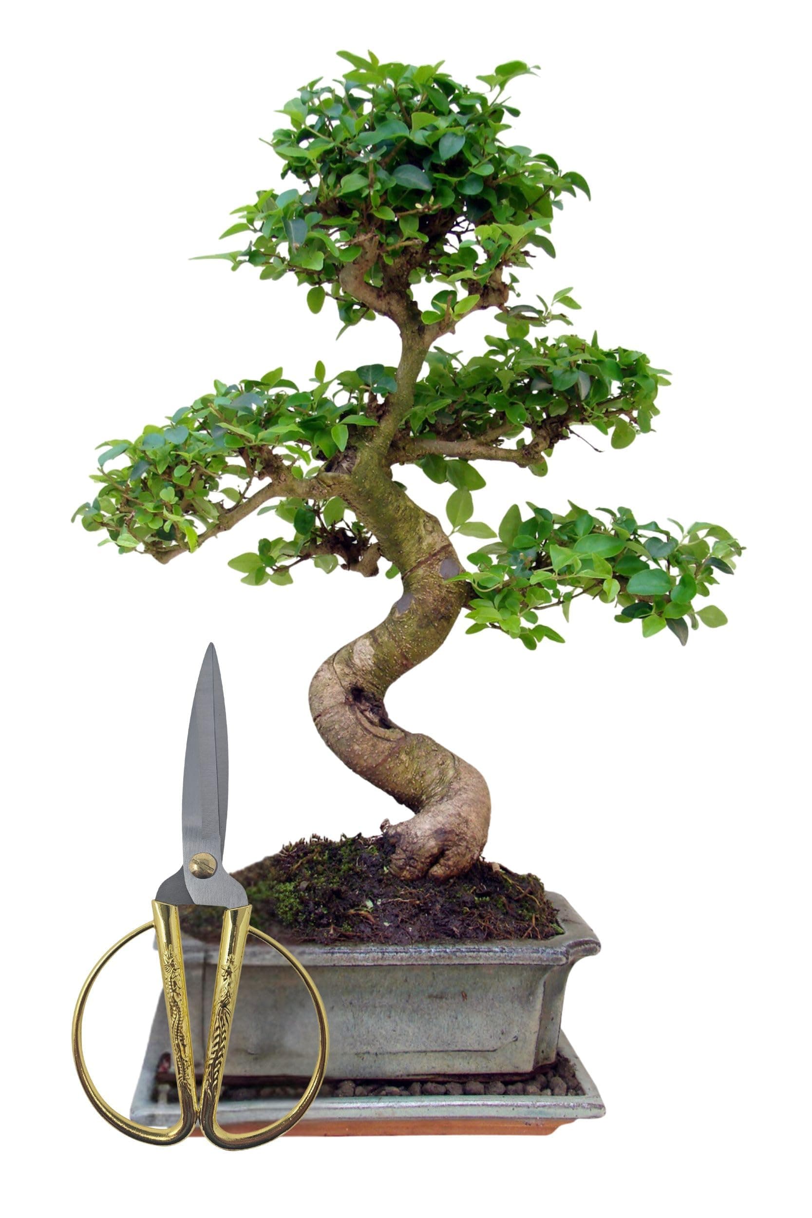 Genki-Bonsai Chinesischer Liguster 30–35 cm - pflegeleicht für Anfänger & Fortgeschrittene – 3-teiliges Komplettset mit