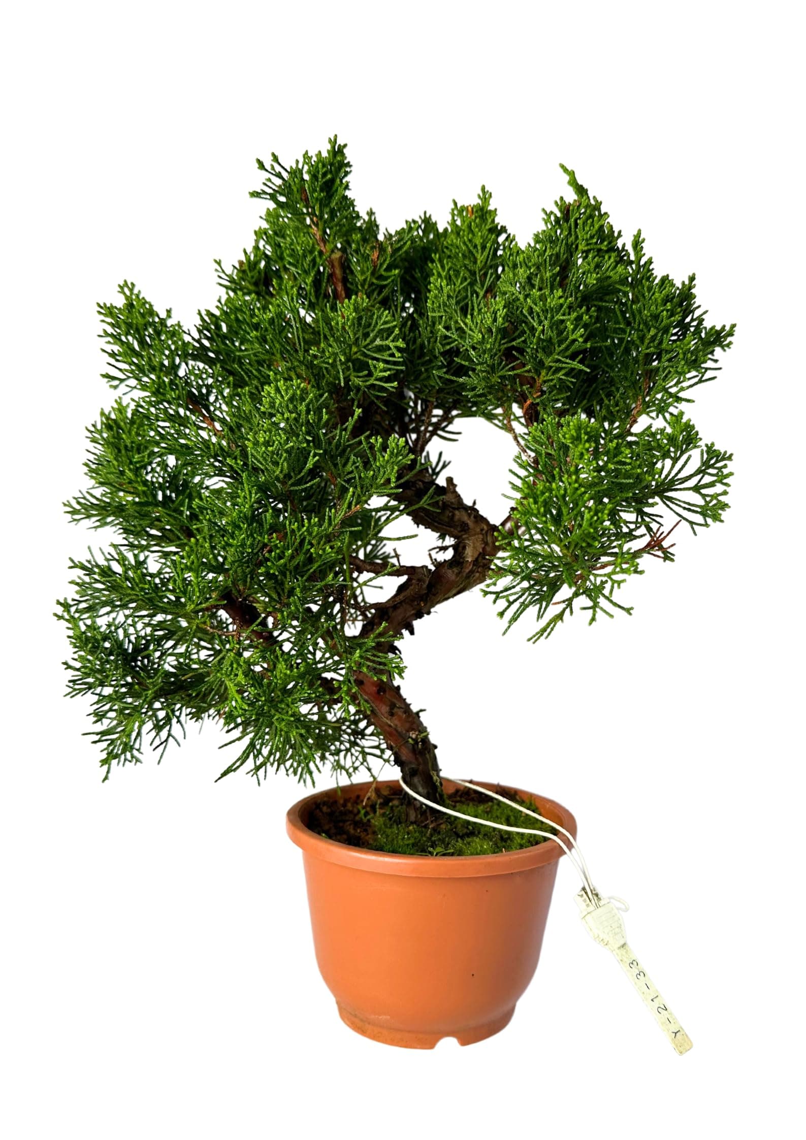 Bonsai Baum Juniper Chinesis - Plastiktopf für Anfänger - Ideal für Hausdecoration (12 cm Schale, 30-35cm Höhe)  
Bonsai