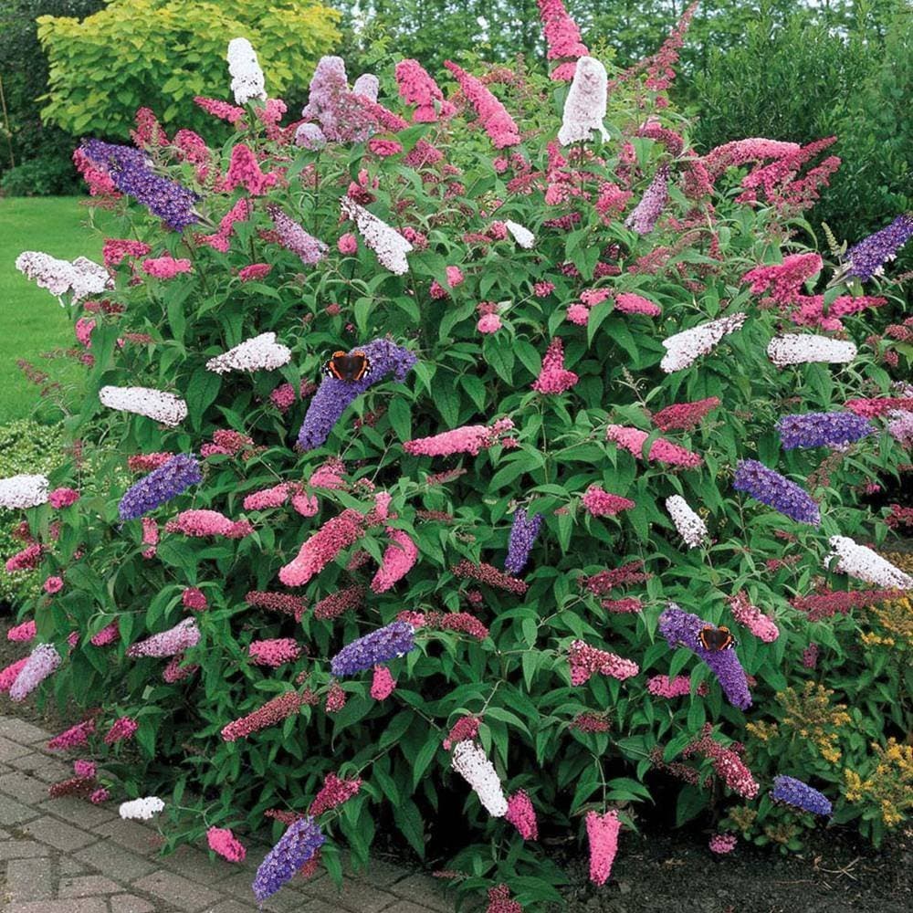 Buddleia Schmetterlingsstrauch Dreifarbige Mischung - ideal für romantische Gärten im Topf