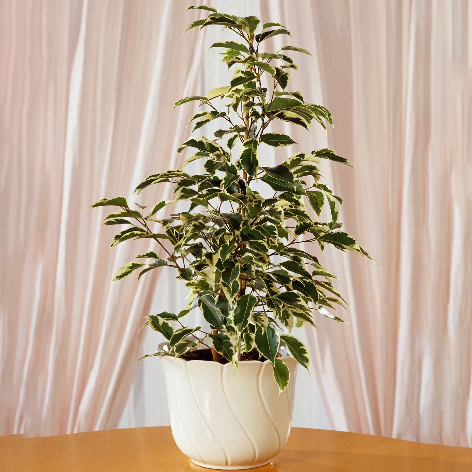 Ficus Starlight - Beste Zimmerpflanzen-Geschenke fürFans | Top-Qualität Ficus im Topf (30-40cm mit Topf)