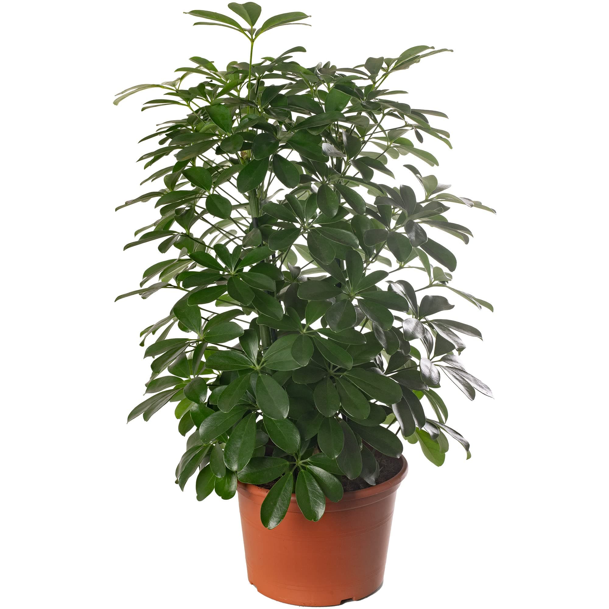Schefflera Nora, große immergrüne Zimmerpflanze, idealesdekoriertes Zimmer mit exotischem Anstrich, belebt und pflegelei