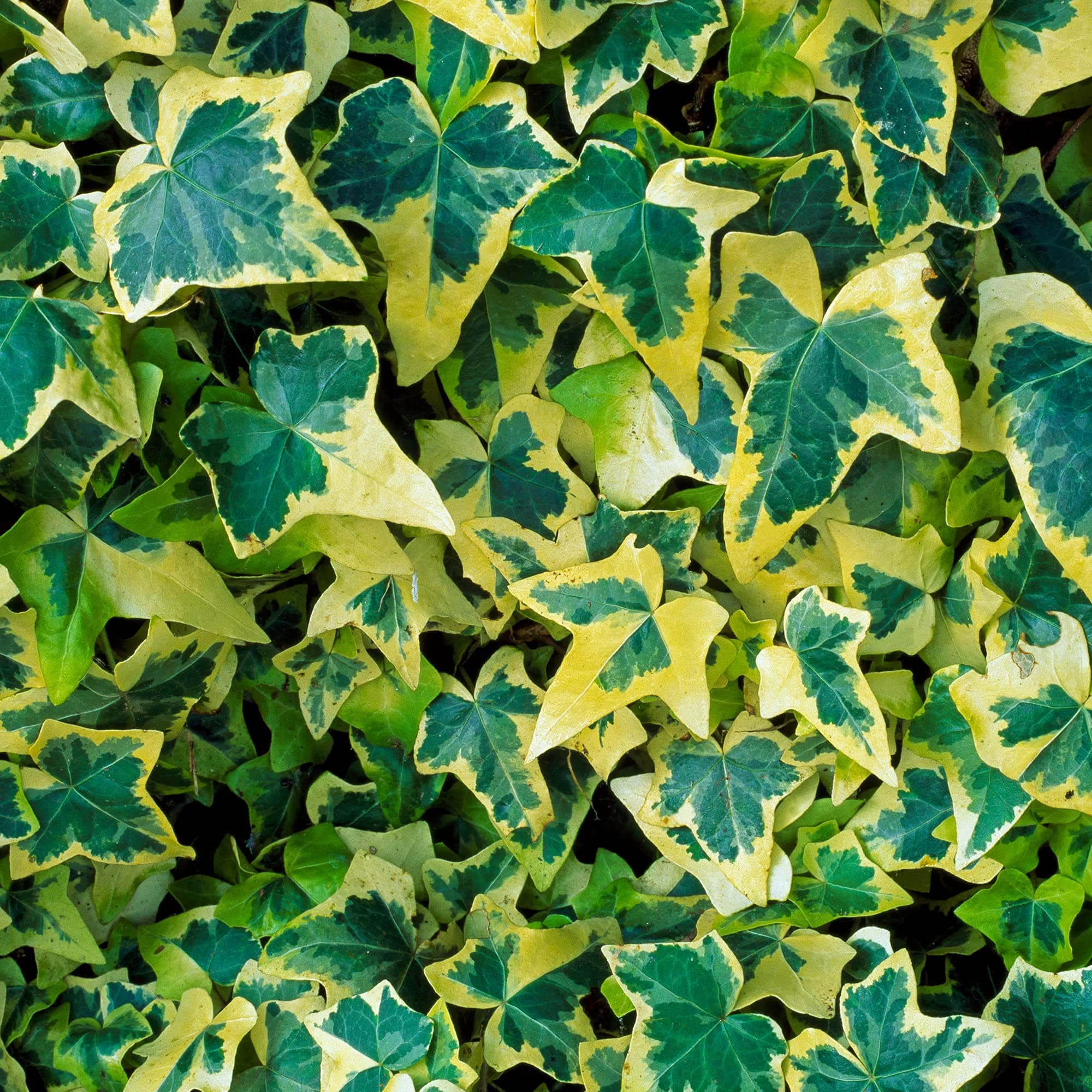 Hedera Goldchild Klettern Immergrüner Strauch Sommergarten | 15-30cm (inkl. Topf) | ideal für Haus und Garten | perfekte