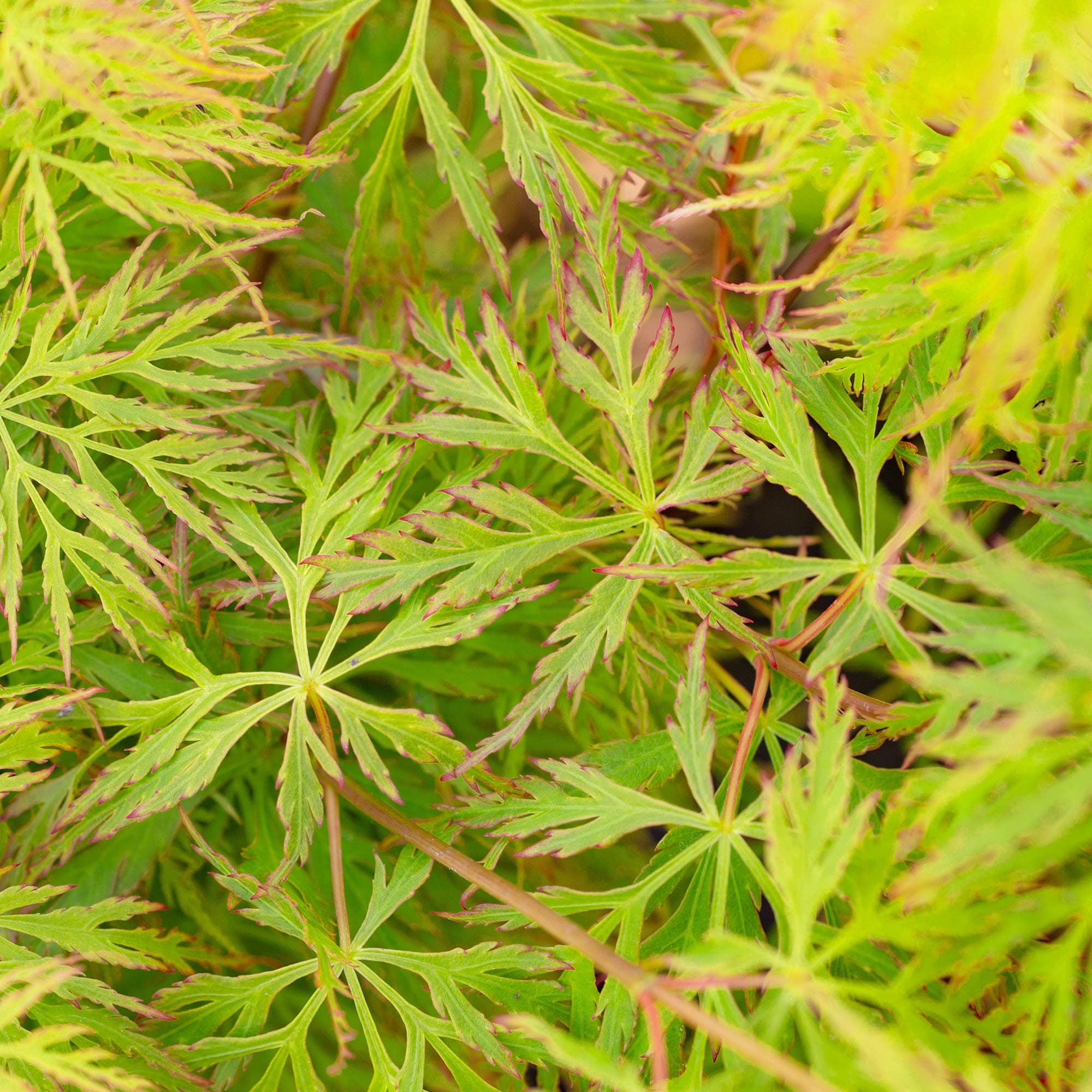 Acer palmatum dissectum 'Emerald Lace' - Gefiedertes japanisches Ahornlaub.tree