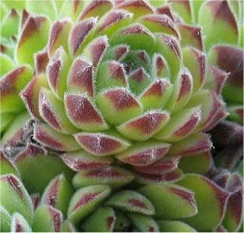 Reinhard Sempervivum Cultorum - Halluzinierender Dachwurz für Sukkulate und Geschenke